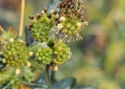 The plant in this image has deeply lobed green leaves with a somewhat coarse texture. From the points where the leaves meet the stem, long, rigid, yellow‑toned spines project outward. Additional smaller spines appear along the stem itself, giving the entire structure a sharply armored look.