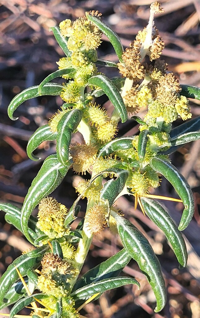 The plant in this image has elongated, glossy green leaves that taper to a point and grow alternately along the stem. At the tip of the stem are several tight clusters of small flower heads, each made up of numerous short, stiff, bristle‑like structures in yellow and brown tones.