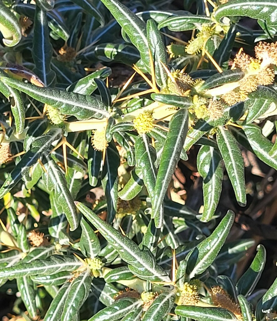 The plant in this image has narrow, glossy green leaves that taper to a point and grow along firm, upright stems. Clusters of small, spiky yellow structures sit near the leaf bases and along the stems, forming dense, bristled patches of texture. From several points on the stem, long, rigid thorns extend outward in a yellow‑orange tone, creating a sharp contrast against the smooth, dark foliage.