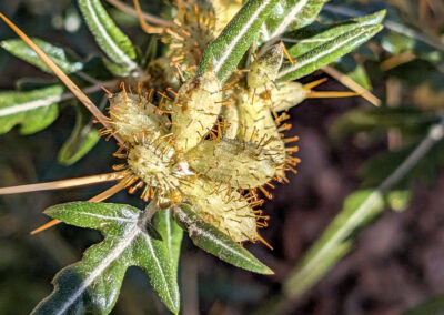 The image shows a cluster of rounded, pale green pods covered in stiff, outward‑pointing brown spines. Each pod is densely armored, with the spines arranged in a radiating pattern that gives the surface a bristled, almost spherical texture. Surrounding the pods are dark green leaves with a glossy surface and deep, irregular lobes.