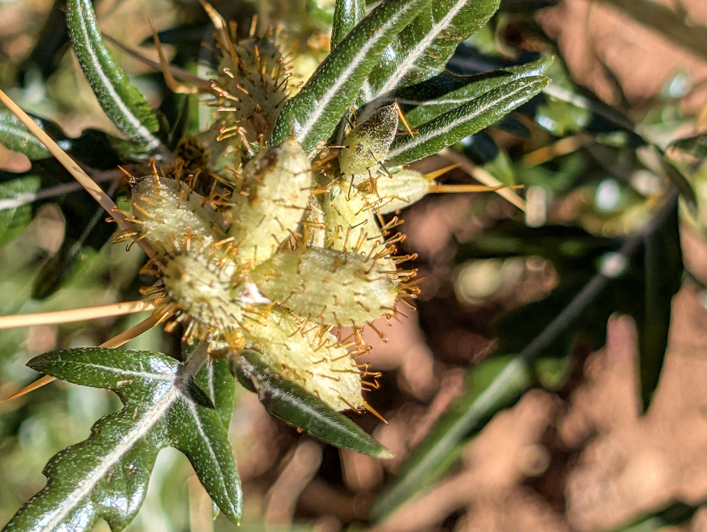 The image shows several rounded, pale green pods covered in dense, rigid reddish‑brown spines. The spines radiate outward evenly, giving each pod a sharply bristled, almost spherical appearance. Surrounding them are dark green leaves with a glossy surface and deep, irregular lobes, each leaf marked by prominent pale veins.