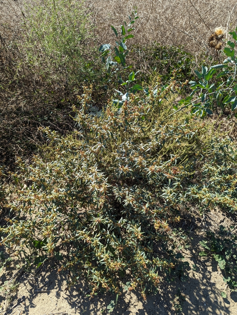 The plant in this image forms a dense, rounded mound of slender stems covered in narrow, elongated leaves with a muted green tone that leans slightly toward silvery. Along many of the stems are small, clustered brownish structures that sit close to the foliage and give the plant a subtly textured appearance. The surrounding area includes dry grasses and a few taller plants with broader leaves, all growing in sandy, dry soil.