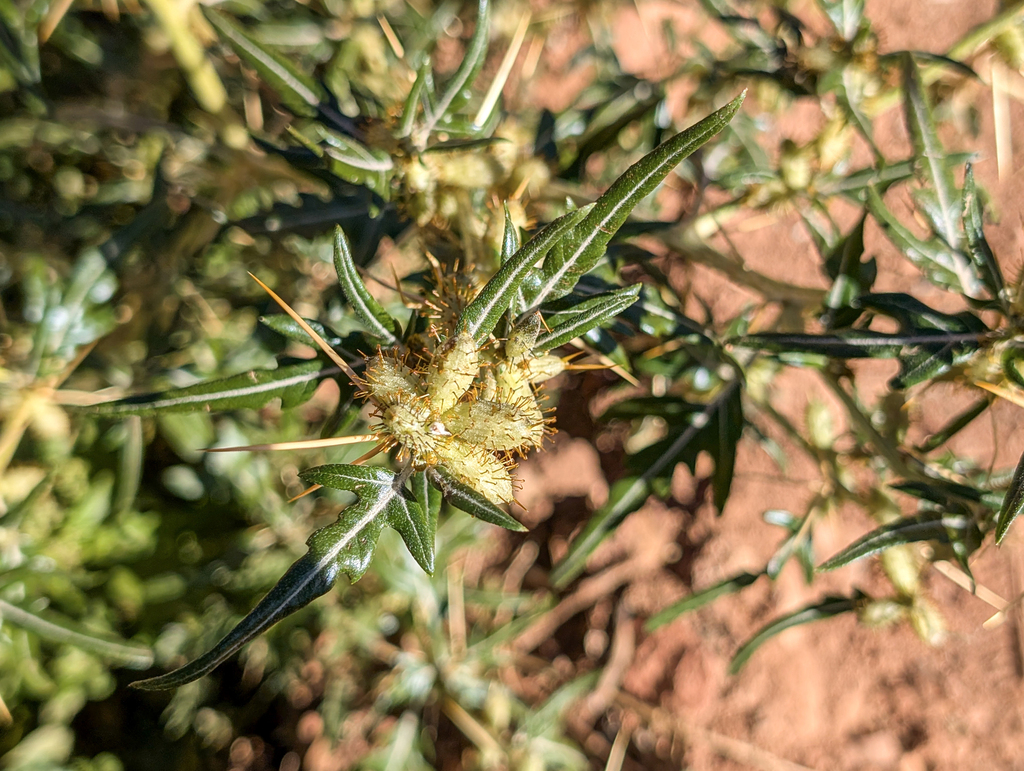 The image shows several rounded, pale green pods covered in dense, rigid yellow‑brown spines. Each pod is almost spherical, with the spines radiating outward in all directions, giving them a sharply armored appearance. The surrounding leaves are narrow, pointed, and medium green, arranged along slender stems.