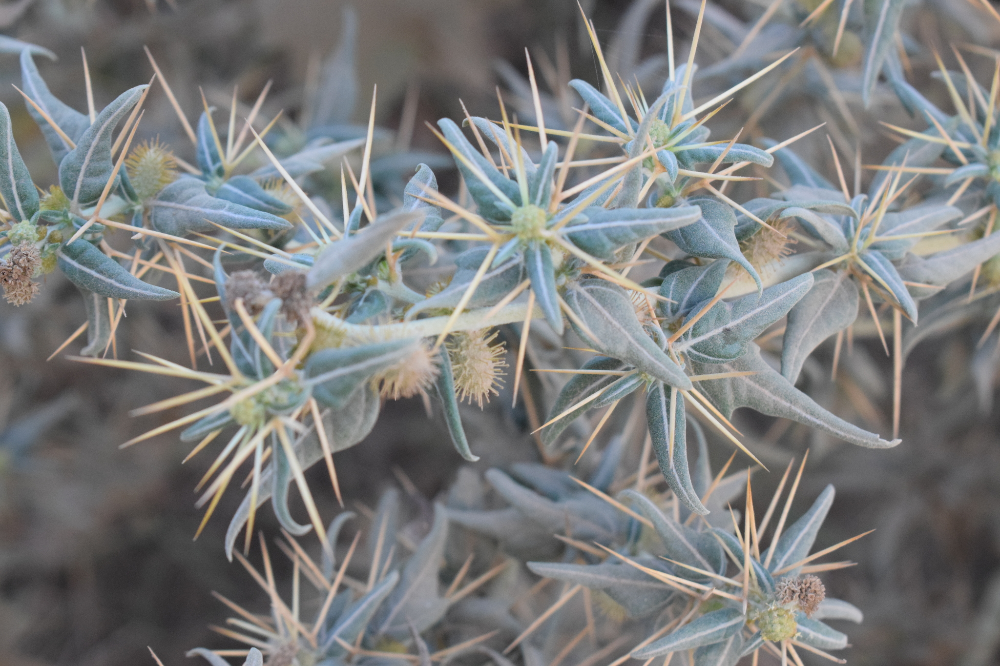 The image shows a plant with stiff, narrow, bluish‑green leaves arranged in a radiating pattern. Each leaf base supports long, sharp, pale spines that extend outward in all directions, creating a dense, armored appearance. Among the leaves are small, rounded structures covered in fine bristles, giving them a spiky, textured look.