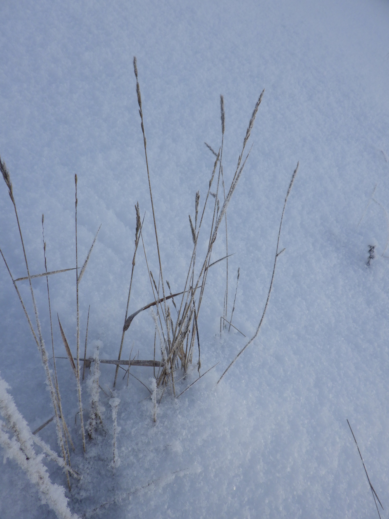 Thin, upright blades of dry grass emerge through a smooth layer of snow. The stems are pale and slightly curved, with some edges catching bits of frost. The surrounding snow forms a soft, even surface that contrasts with the vertical lines of the grass.